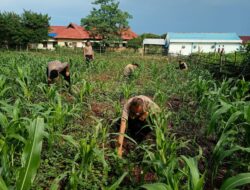 Tanaman Jagung Tumbuh Subur di Lahan Ketahanan Pangan Polres Mimika, Dukung Kedaulatan Pangan Daerah