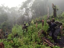 Terungkap! OPM Diduga Biayai Aksi dengan Penjualan Ganja, Temuan Ini Mengejutkan