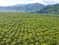 Potensi Pertanian dan Perkebunan Papua: Kunci Peningkatan Penghasilan Daerah