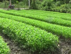 Distrik Tomu Pacu Swasembada Pangan dengan Optimalkan Lahan Rawa untuk Tanam Padi