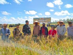 Sawah Wanam Panen Perdana, Merekam Jejak Swasembada Pangan dari Papua