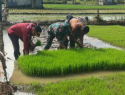 Kodim 1802/Sorong Gelar TMMD Ke-124, Tanam Padi di Lahan 2 Ha Bersama Warga