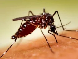 Krisis Obat Malaria di Mimika: Kemenkes Ambil Langkah Darurat Ganti DHP-Frimal dengan D-Arteep Dispersible
