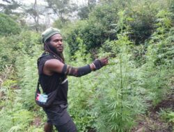 OPM Diduga Danai Senjata dari Jualan Ganja, Tapi Malah Serang Warga Papua Sendiri