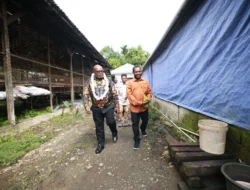 Gubernur Meki Nawipa Apresiasi Peternak Ayam Broiler: “Ini Awal Kebangkitan Ekonomi Amungsa”