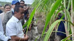 Papua Selatan Bakal Jadi Rumah Pabrik Gula Terbesar di Asia