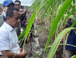 Papua Selatan Bakal Jadi Rumah Pabrik Gula Terbesar di Asia