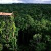 Mengenal Suku Korowai: “Manusia Pohon” Papua yang Bangun Rumah di Atas Ketinggian 50 Meter