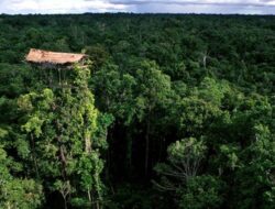 Mengenal Suku Korowai: “Manusia Pohon” Papua yang Bangun Rumah di Atas Ketinggian 50 Meter