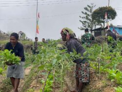 Satgas Yonif 521/DY Bantu Panen Kebun Warga Napua dengan Gotong Royong