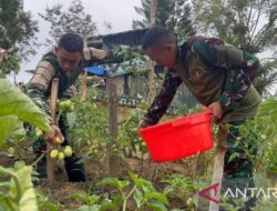 Satgas Yonif 521/DY Perkuat Ketahanan Pangan Jayawijaya lewat Optimasi Lahan Tidur