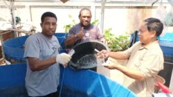 Pemprov Papua Selatan Dukung Peternak Ikan OAP dengan Bantuan Pakan