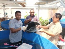 Pemprov Papua Selatan Dukung Peternak Ikan OAP dengan Bantuan Pakan